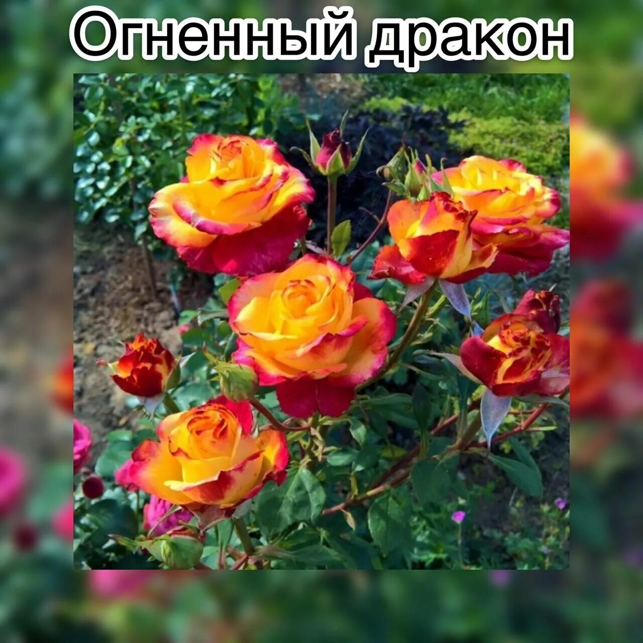 Дача-РТ Закупки саженцев и цветов Совместные закупки плодовых и декоративно-лиственных культур и сопутствующих товаров Отп.. ВКонтакте