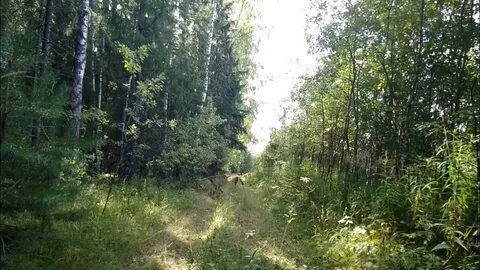 Август лесной