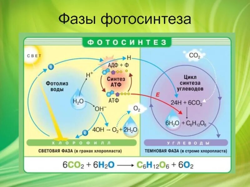 Фотолиз воды фаза фотосинтеза. Фотолиз воды в хлоропластах. Световая фаза фотосинтеза 9 класс. Световая фаза и темновая фаза таблица. Образование атф темновая фаза