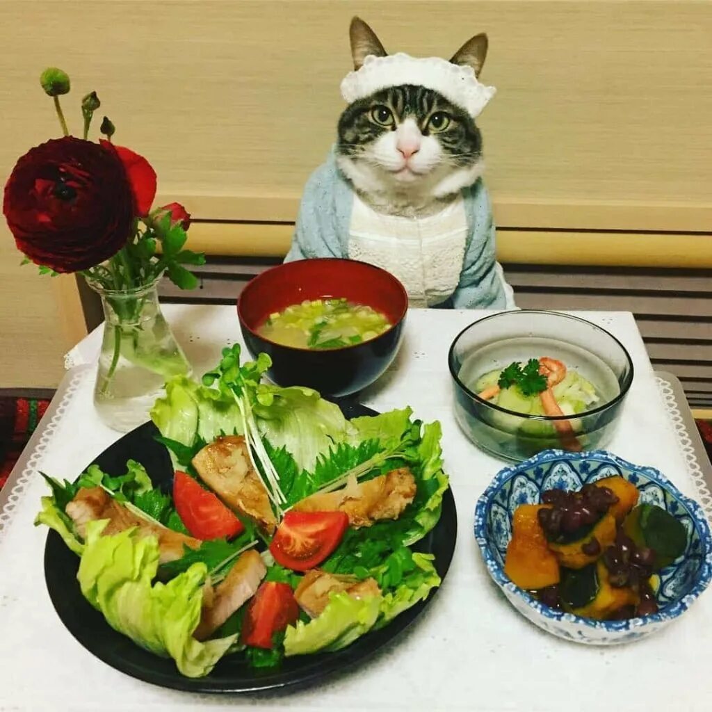 Котик с едой. Кот обед. Еда для кошек. Салат котик.
