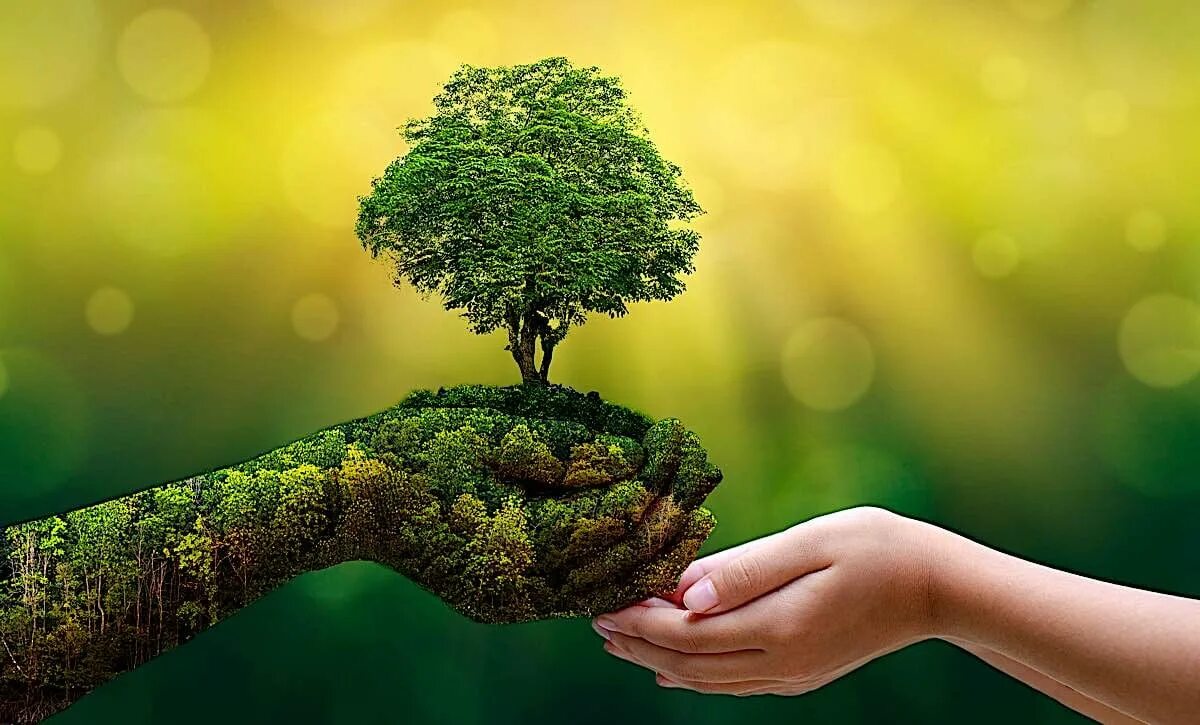 World is in danger. Дерево в руках. Природа в руках. Экологическое дерево. Дерево в ладонях.