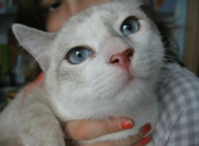 Нос кошки. Почему у кота черный нос. Кальцивироз (эозинофильная гранулема). Черные пятна на носу у кота. Кошачьи веснушки лентиго.