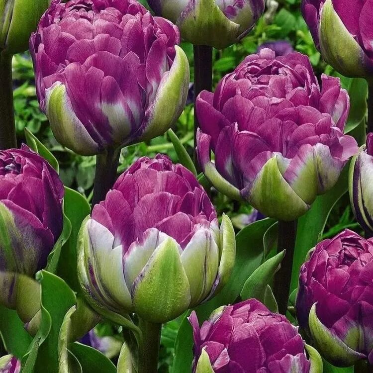 Тюльпан блу вау (махровый). Тюльпан блю берри. Тюльпан махровый блю вау. Тюльпан махровый поздний блю вау. Тюльпан блю вау.