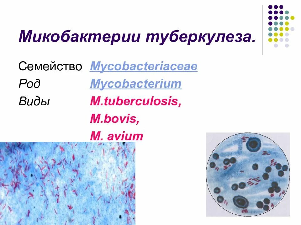 Род туберкулеза