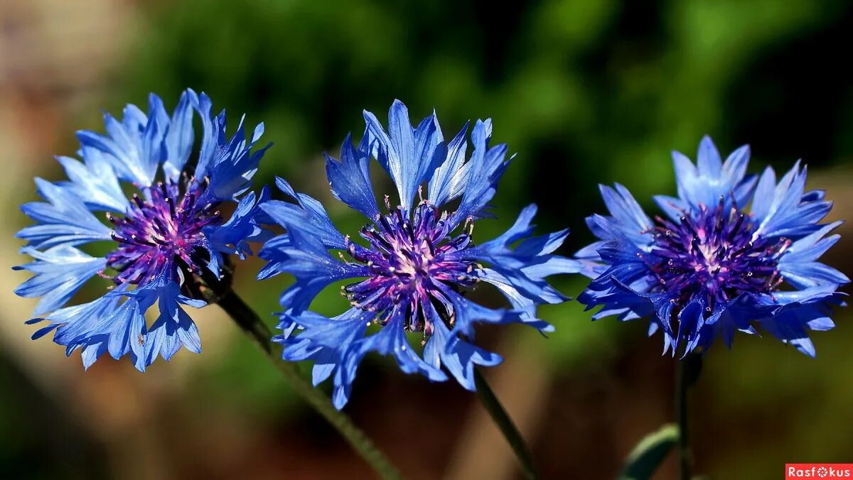 Василек цветы. Василек трехжилковый (Centaurea trinervia). Василек Донской цветок. Василёк синий.