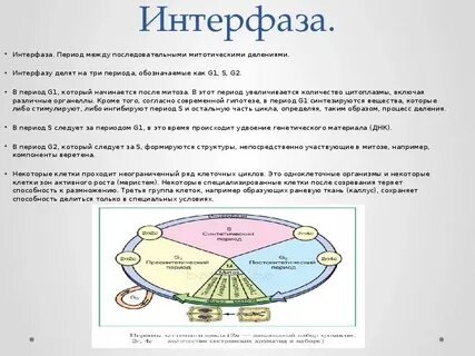 Биологическая роль интерфазы в жизни клетки