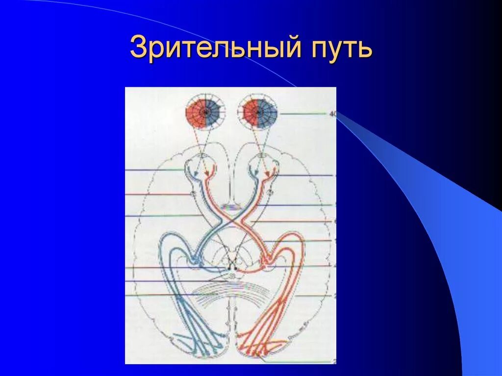 Визуальный путь. Визуальный путь. Зрительный путь заболевания. Проводящие пути зрительного анализатора анатомия. Отделы зрительного нерва анатомия.