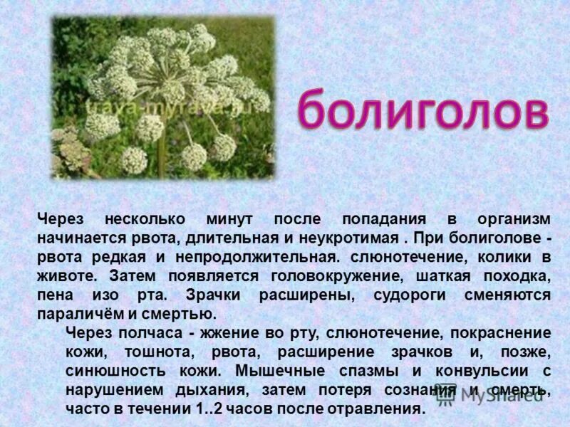 Болиголов отзывы врачей. Болиголов. Болиголов при онкологии. Трава болиголов при онкологии. Схема питья болиголова.