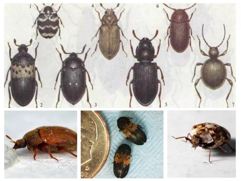 Жук кожеед маленький. Кожееды маленькие жучки. Жучки живут дома. Жук хлебный точильщик. Жук мукоед рыжий.