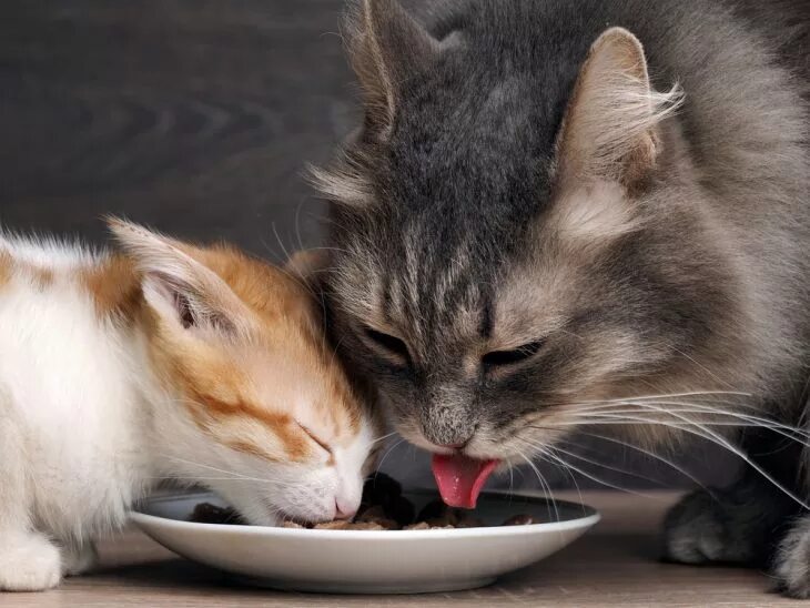 Как подружить котят. Ласковая кошка. взрослые котята. две кошки. котенок и взрослая кошка.
