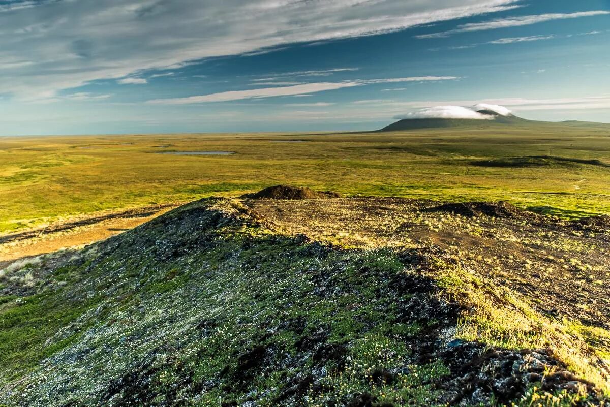 Тундра Безлесная равнина. Тундра Безлесная зона. Тундровая зона Северной Америки. Равнинная тундра.