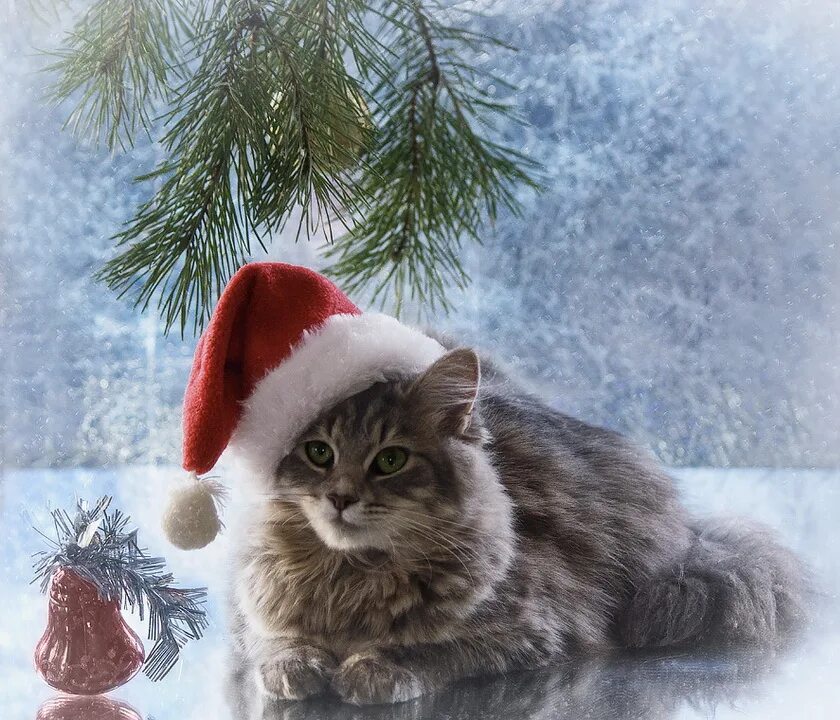 Старый новый кот. Новогодний кот. кот новый год. новогодние котята. красивые новогодние котики.