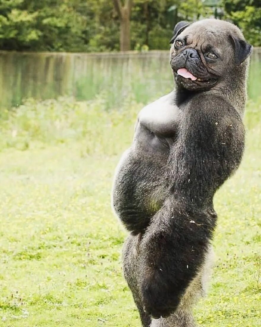 Хубрид энималс. Хайбрид энималс. Скрестили. Гибриды. Гибриды животных осёла и гориллы.