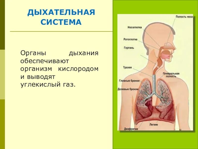 Органы обеспечивающие дыхание человека. Органы дыхательной системы. Дыхательная система обеспечивает организм. Дыхательнаяситема 4 класс. Дыхательная система человека 4 класс.