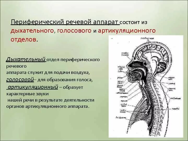 Функционирование речевого аппарата. Схема строение речевого аппарата центральный и периферический. строение речевой системы периферический отдел. строение артикуляционного отдела речевого аппарата. строение периферического отдела речевого аппарата схема.