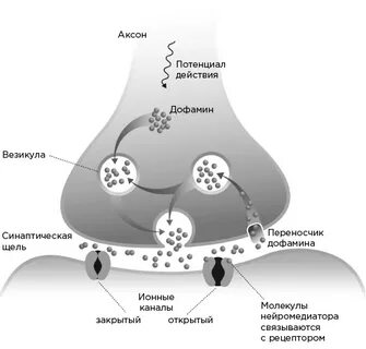 Механизм выделения