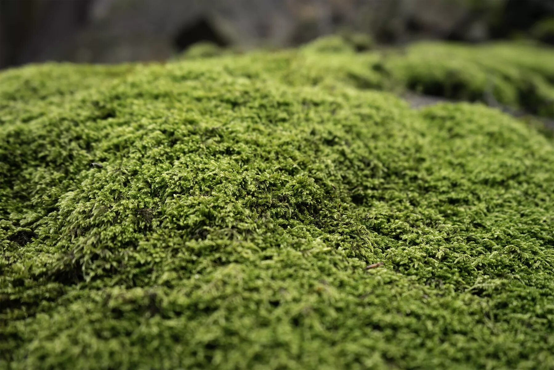 Мох 1. Moss треасин. 5 мхов. мох one mile moss. мох и кавер.
