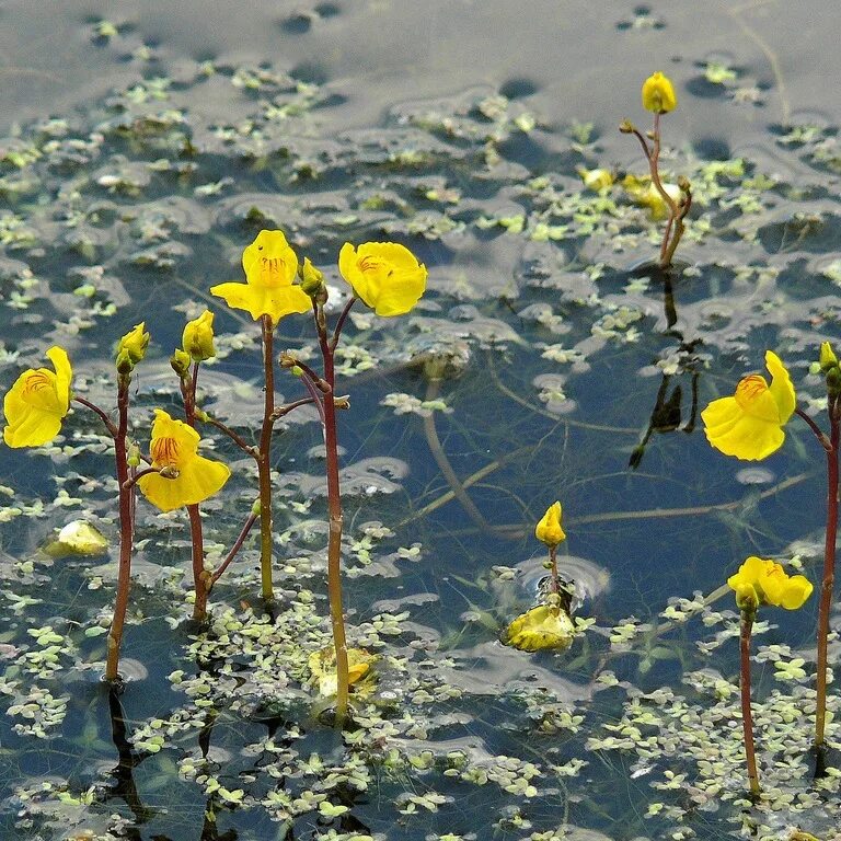 Водные растения челябинской области. Пузырчатка (Utricularia). Пузырчатка обыкновенная растение. Пузырчатка растение хищник. Пузырьчаткаобыкновенный.