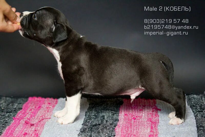 Амстафф голубой. Стаффордширский бультерьер голубой. Американский стаффордширский терьер серый. Стаффордширский терьер булли. Аргентинский стаффордширский терьер.