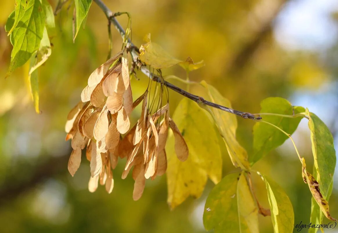 Как называются семена деревьев. Ясень обыкновенный крылатки. Клён ясенелистный вертолетики. Клен семена вертолетики. Клён ясенелистный вертолетики.