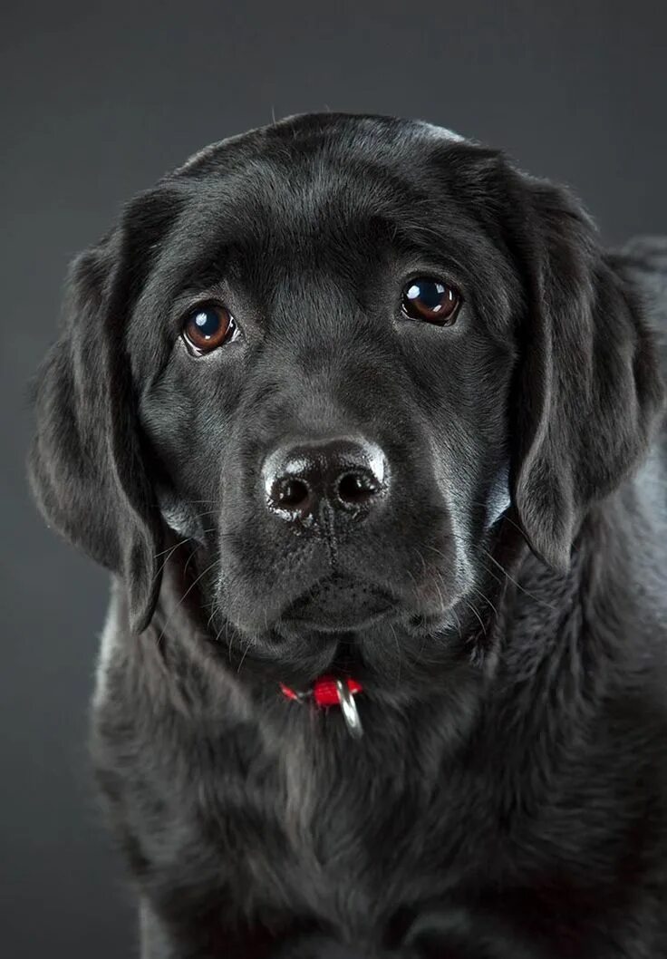 Black Lab - A Complete Guide to the Black Labrador Retriever Labrador retriever,
