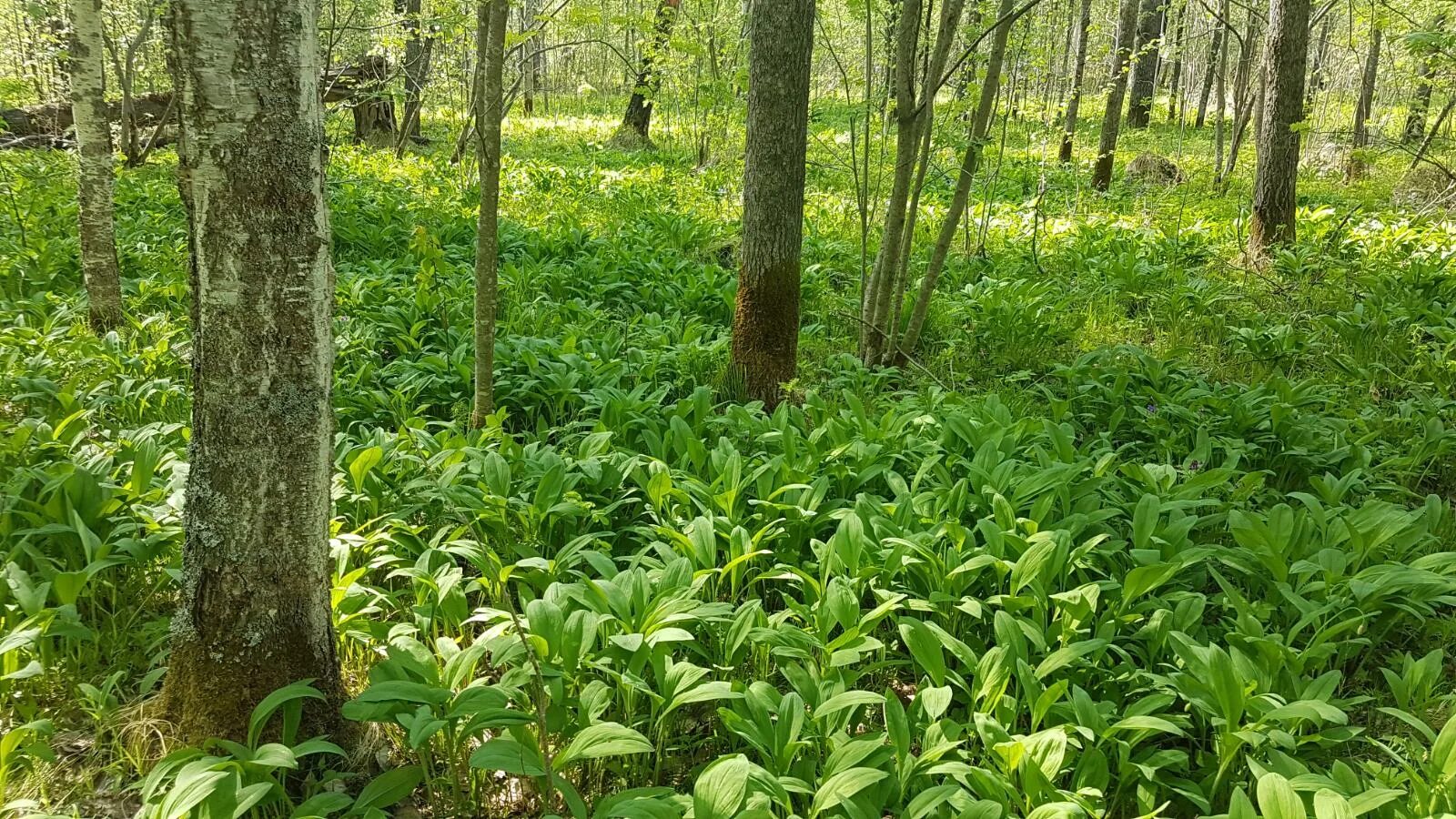 Черемша. Черемша в тайге. Черемша в чечне. Черемша таежная сибирская. Черемша таежная.