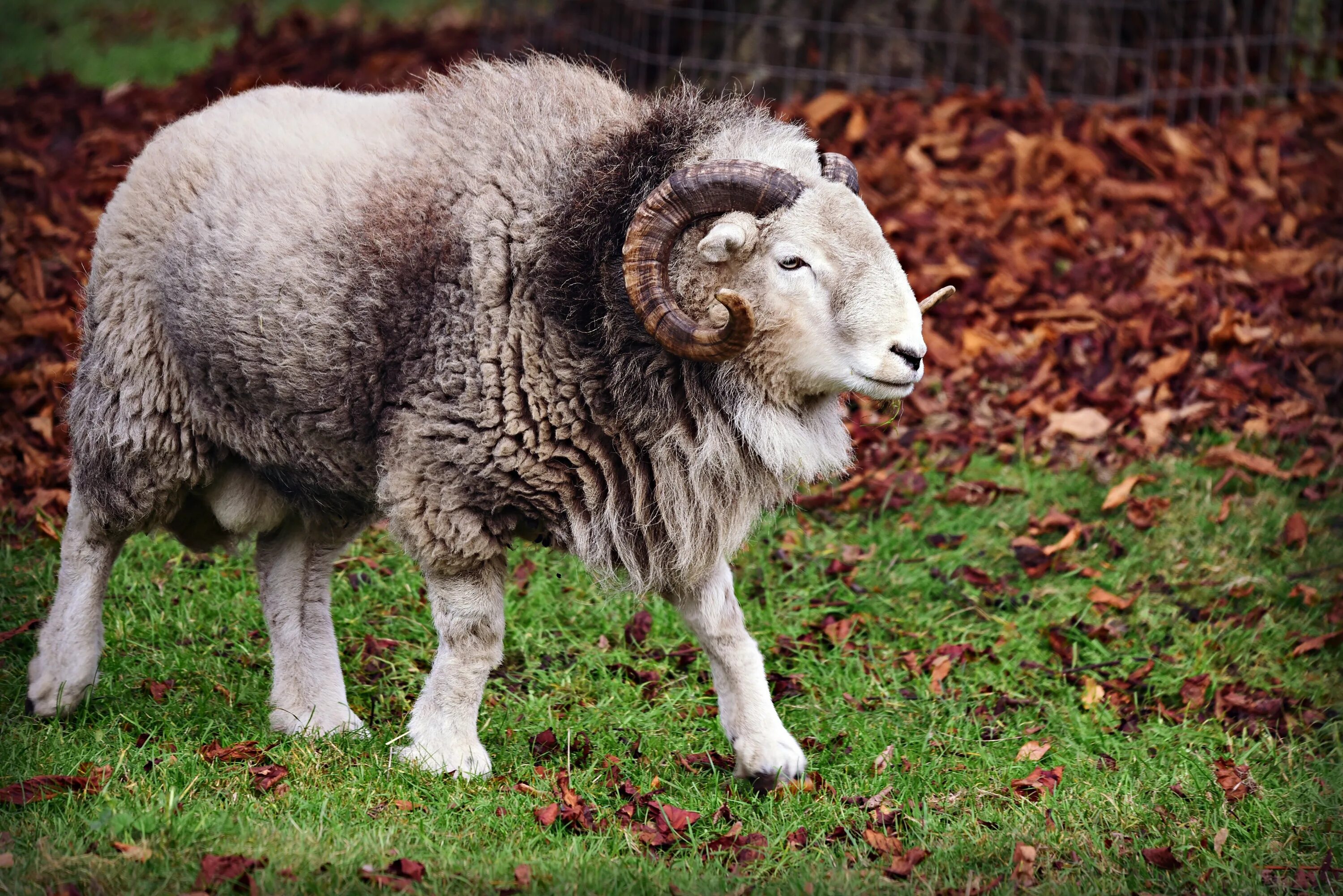Ram (male sheep) Photo: Stefan Klaas // баран Animals, Cute animals, Baby animal