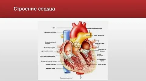 Анатомия сердца отзывы