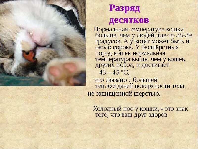 При какой температуре умирают кошки