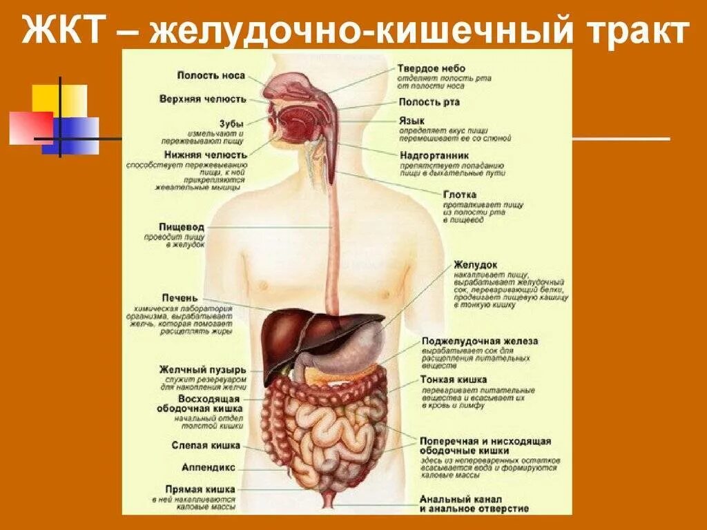 Пищеварительная система причины. Пищеварительная система кишечник анатомия. ЖКТ человека анатомия функции и строение. Строение человека внутренние органы ЖКТ. Строение пищеварительной системы человека пищеварительной канал.