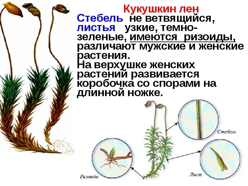 Изучите внешнее строение мха. Кукушкин лён обыкновенный строение. листья кукушкина льна. строение коробочки мха кукушкин лен. кукушкин лен стебель листья ризоиды.