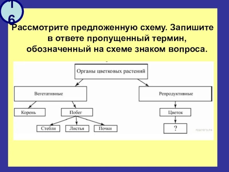 Каким термином обозначается совокупность проблем
