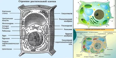 растительная клетка рисунок цветной