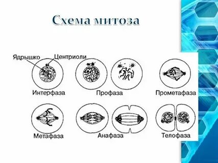 Какие фазы митоза изображены