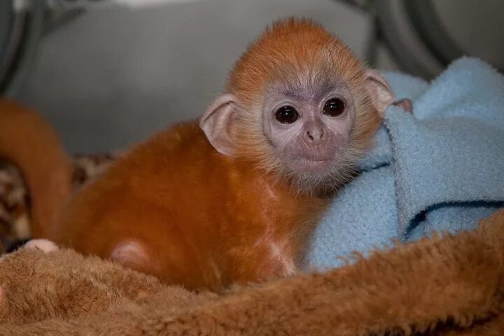 Маленькие обезьянки. Маленькая домашняя обезьянка. Обезьяны маленькие породы. Маленькая обезьяна.