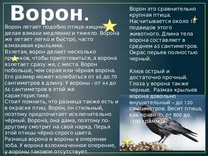 Вороны и их характеристика