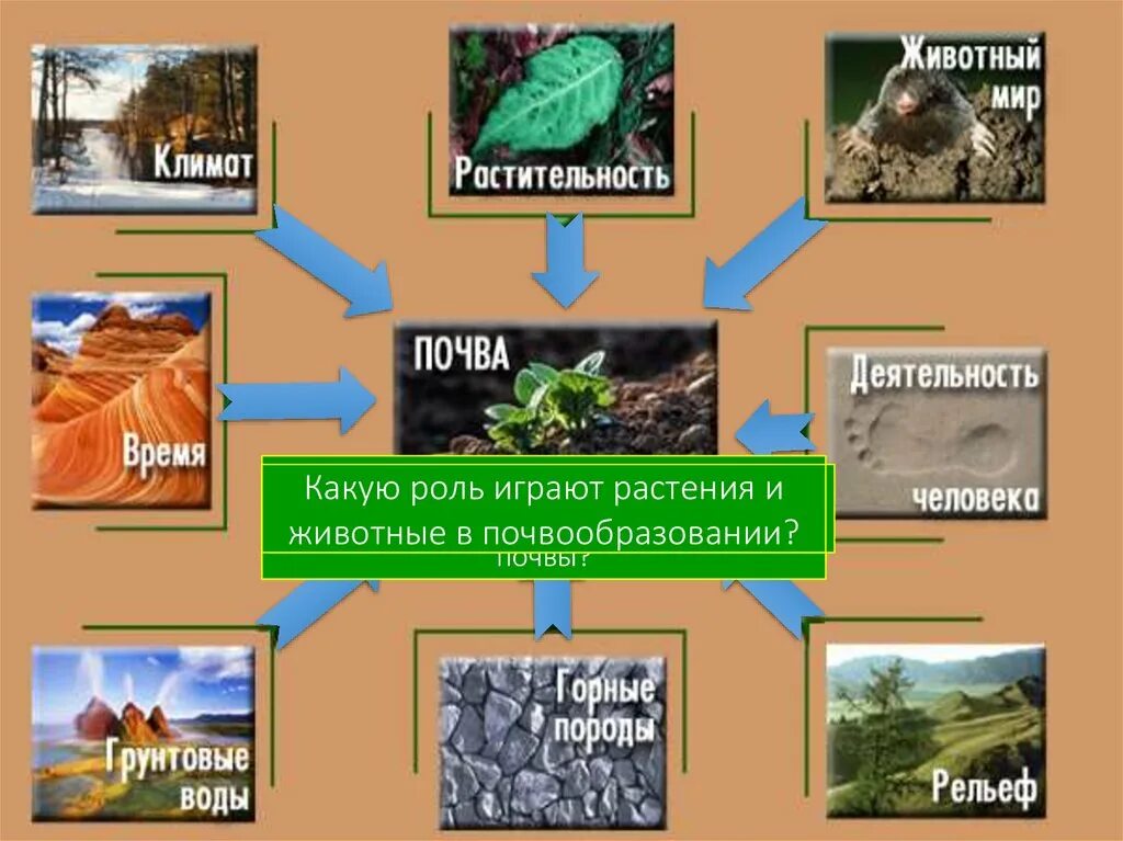 Почва урок географии 8 класс. Растительность почвы. Образование почвы. Факторы почвообразования. Процесс образования почвы.