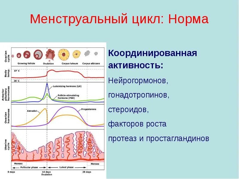 12 цикл месячных. Менструальный цикл. нормальный менструальный цикл. менструальный цикл норма. цикл менструального цикла норма.