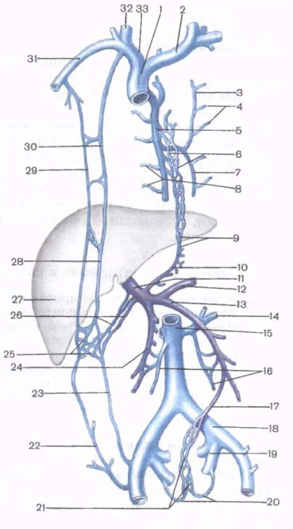 Две верхние полые вены. Верхняя полая Вена анатомия схема. Система верхней полой вены анатомия схема. Венозная система анатомия верхняя полая Вена. Схемы вен верхняя полая Вена.