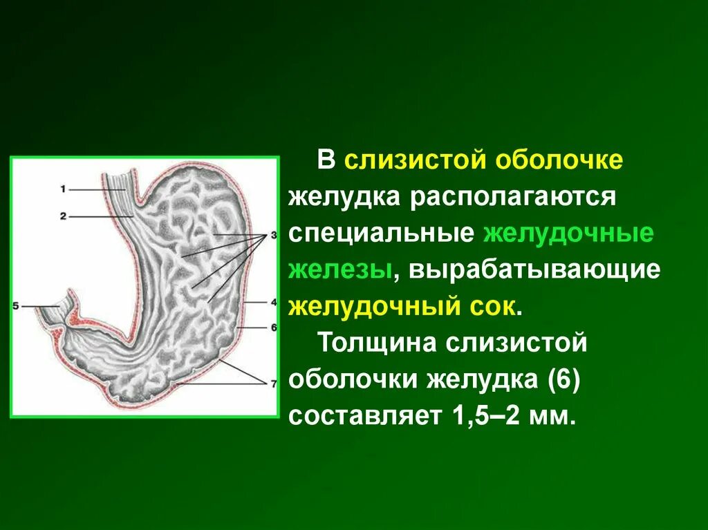 Железы слизистой оболочки желудка. Что находится в слизистой оболочке желудка. В слизистой болочка желудка. Функции слизистой оболочки желудка. Слизистая оболочка желудка содержит