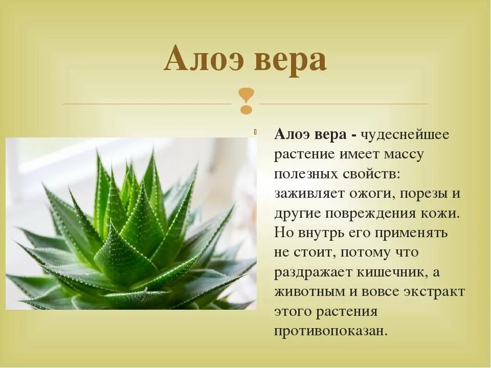 Алой описание