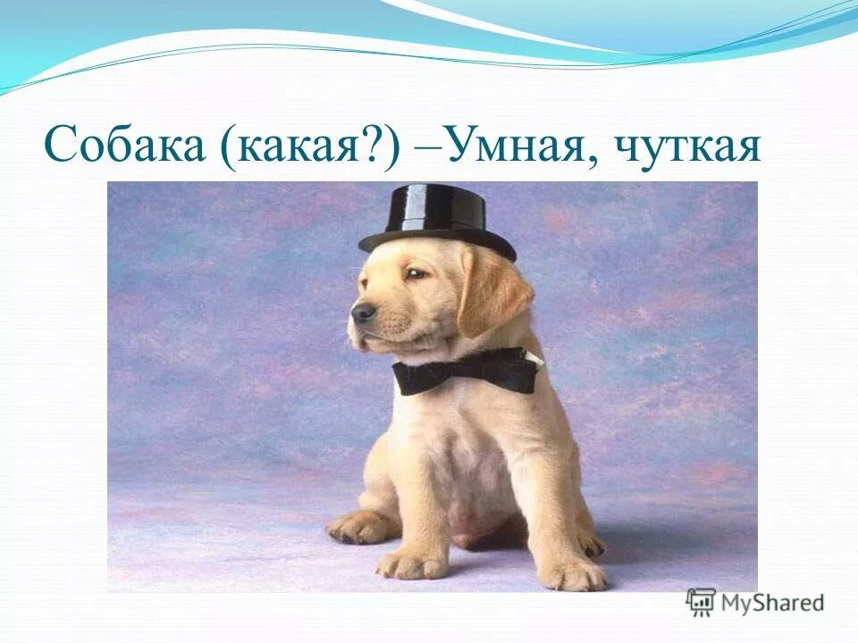 котенок какой прилагательные. картинки на тему прилагательное. собака какая прилагательные. сочинение описание животных. окончания прилагательных по падежам.