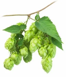 Hop