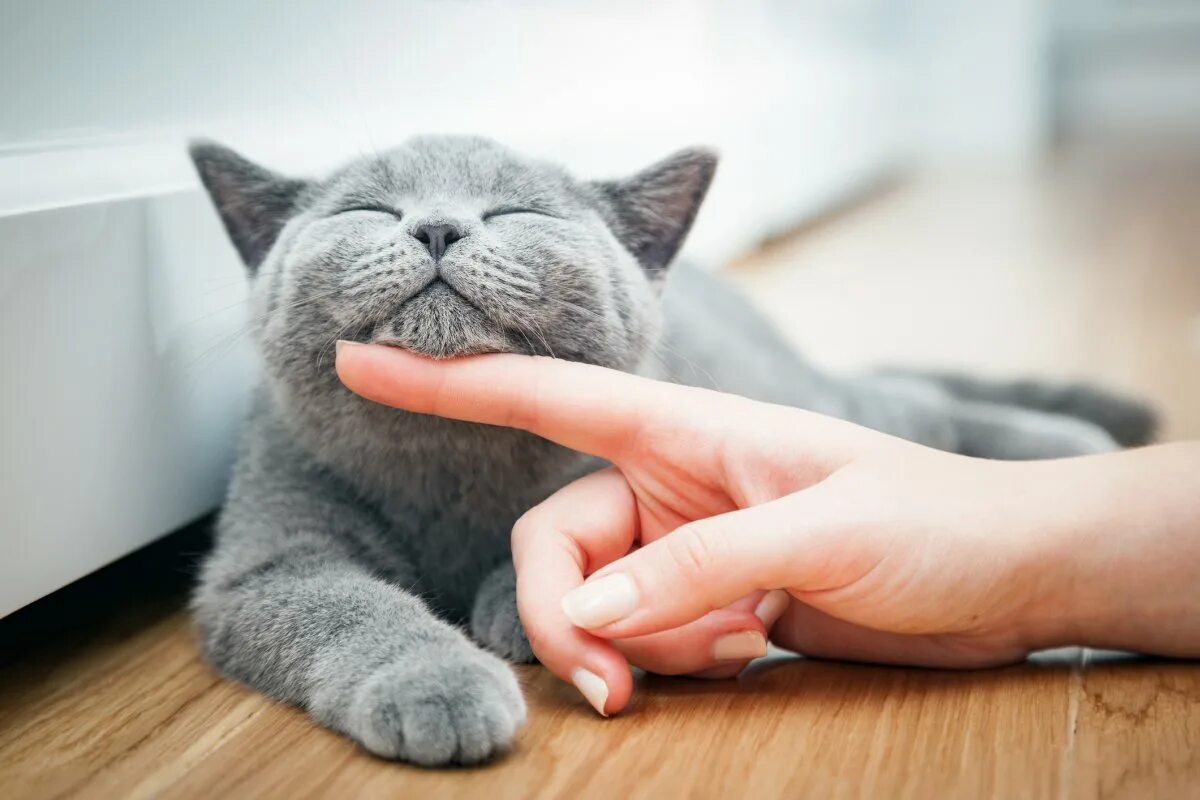 I don t have a cat