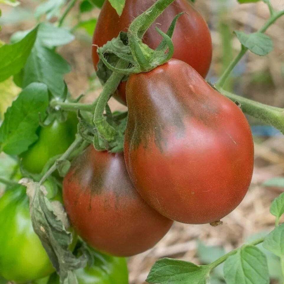 Сорт помидор винный кувшин. Томат бордовый. Томат винный кувшин характеристика и отзывы. Томат кувшин. Томат винный кувшин аэлита.