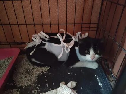 Кошки сбор