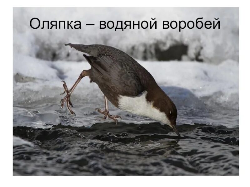 Оляпка птица. Бегающая по дну рек птичка 6. Животное и птицы из 6 букв. Бегающая по дну рек птичка 6. Птицы речные приморский край.