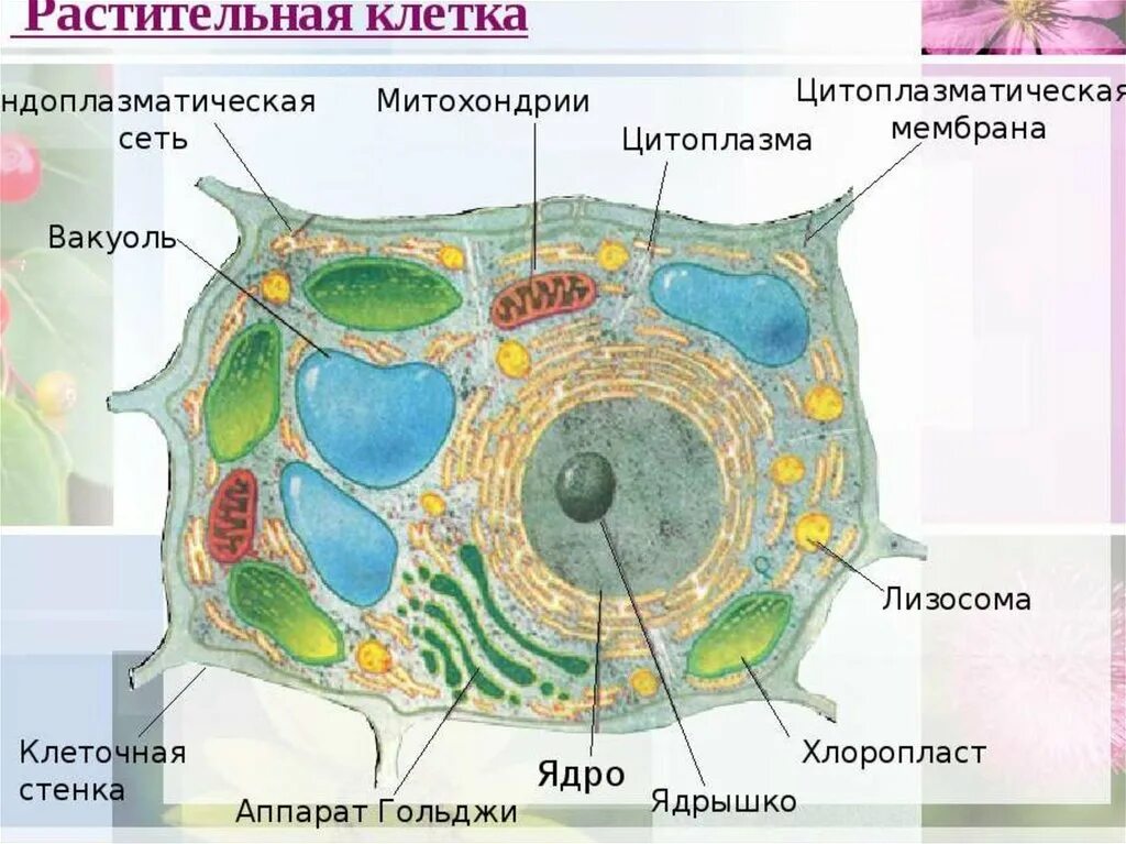 Рассмотрите изображение клетки и выполните задания. Рисунок растительной клетки 5 класс биология. Строение растительной клетки 9 класс биология. Клетка по биологии 5 класс растительная клетка. Нарисовать строение растительной клетки.