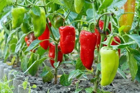 Peppers take