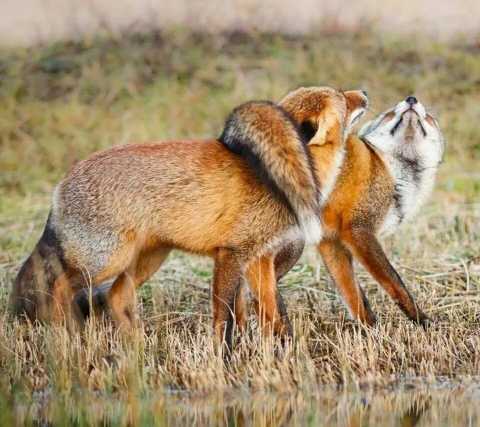 Игровое поведение млекопитающих. Самец лисы. Лисы обнимаются. Лисы любовь. Спаривание лисиц.